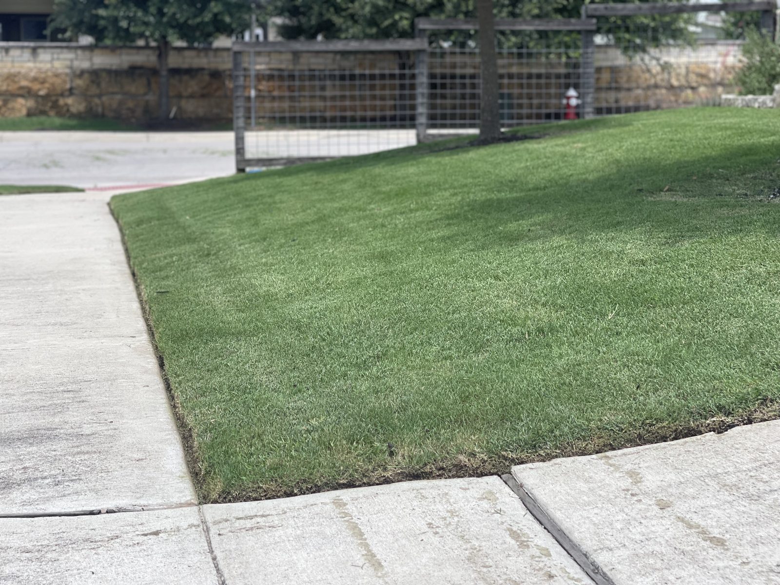 Close-up of a freshly mowed, crisply edged lawn in Cibolo, TX by Gonzales Landscaping