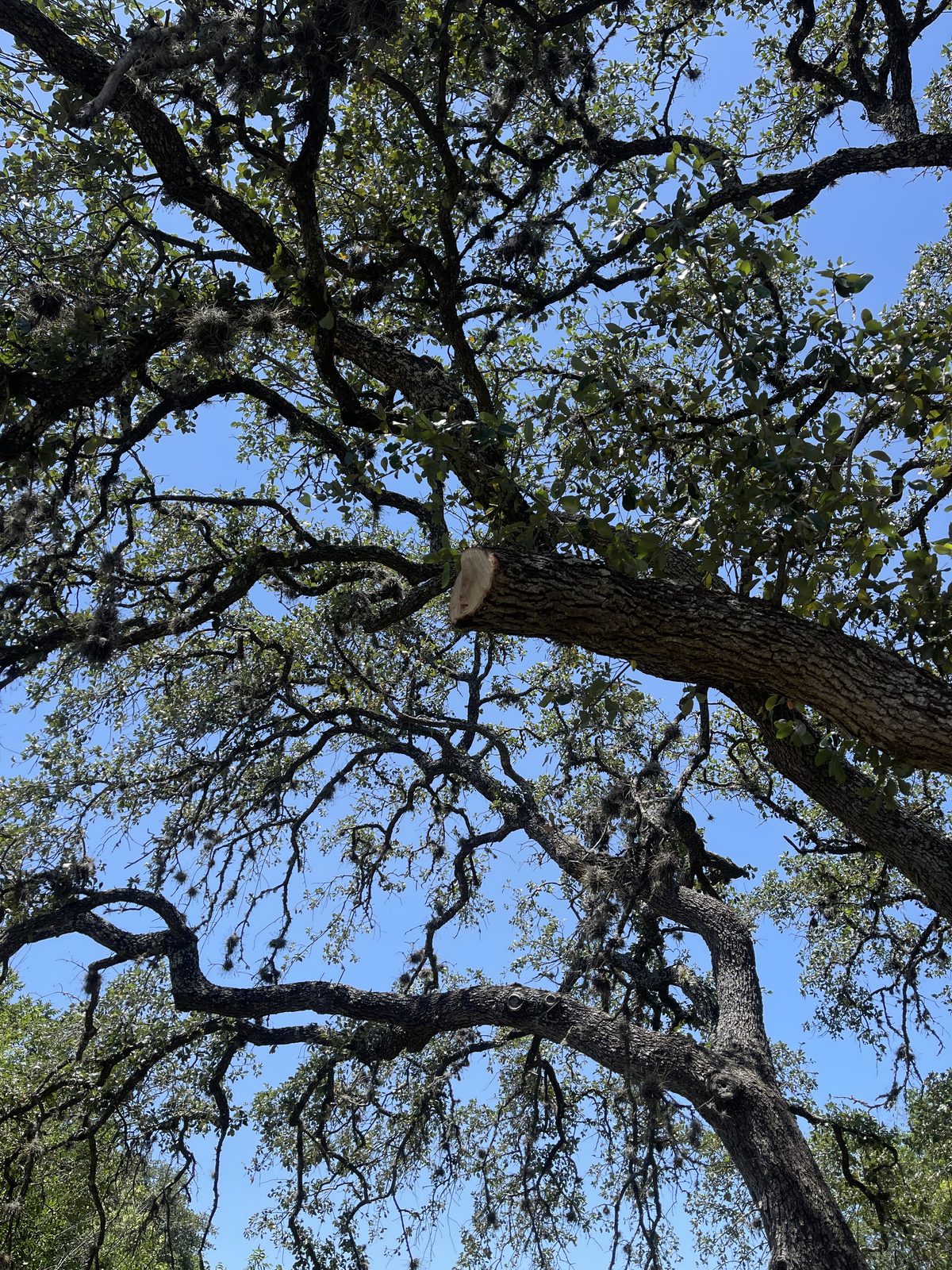 Tree canopy trimmed by Gonzales Landscaping, showing a fresh pruning cut