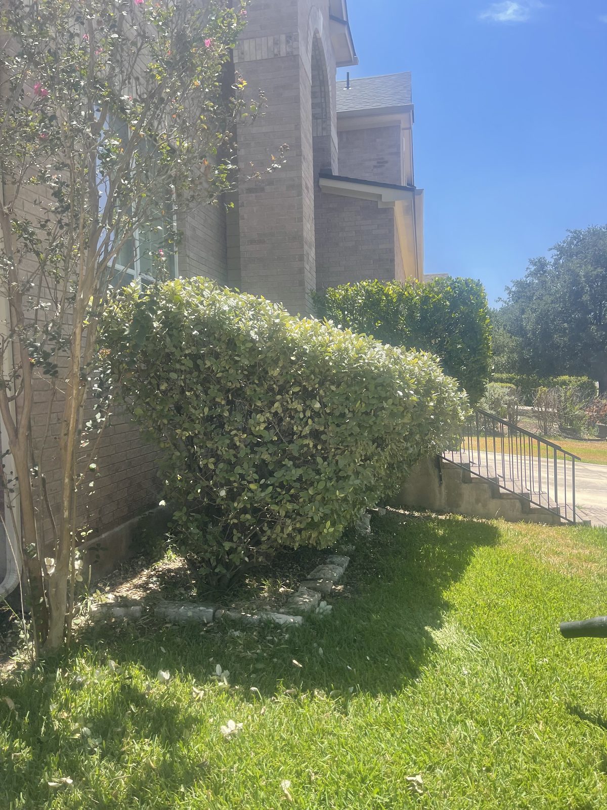 Freshly trimmed hedges along a home's entryway by Gonzales Landscaping